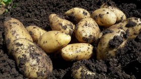Datça'da Mevsimin ilk patates hasadı
